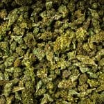 hemp-farm-liptov-liptovsky-darcekovy-object-2024-2